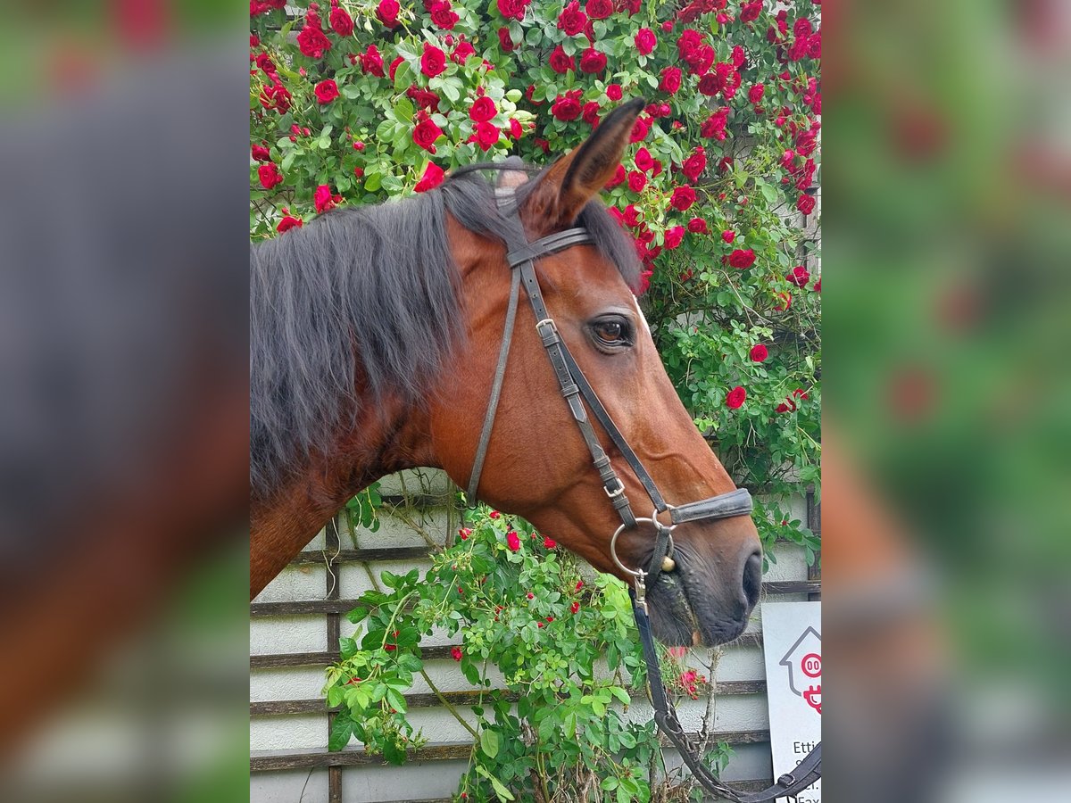 Bavarian Warmblood Mare 21 years 17 hh Brown in Wettstetten