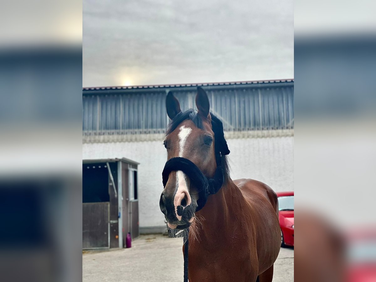 Bavarian Warmblood Mare 21 years 17 hh Brown in Wettstetten