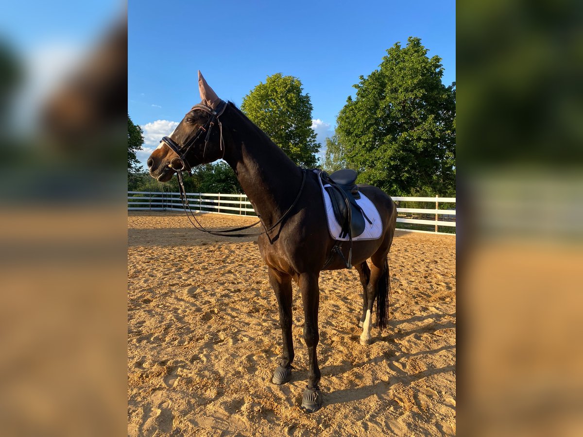 Bavarian Warmblood Mare 22 years 16,3 hh Brown in Donauwörth