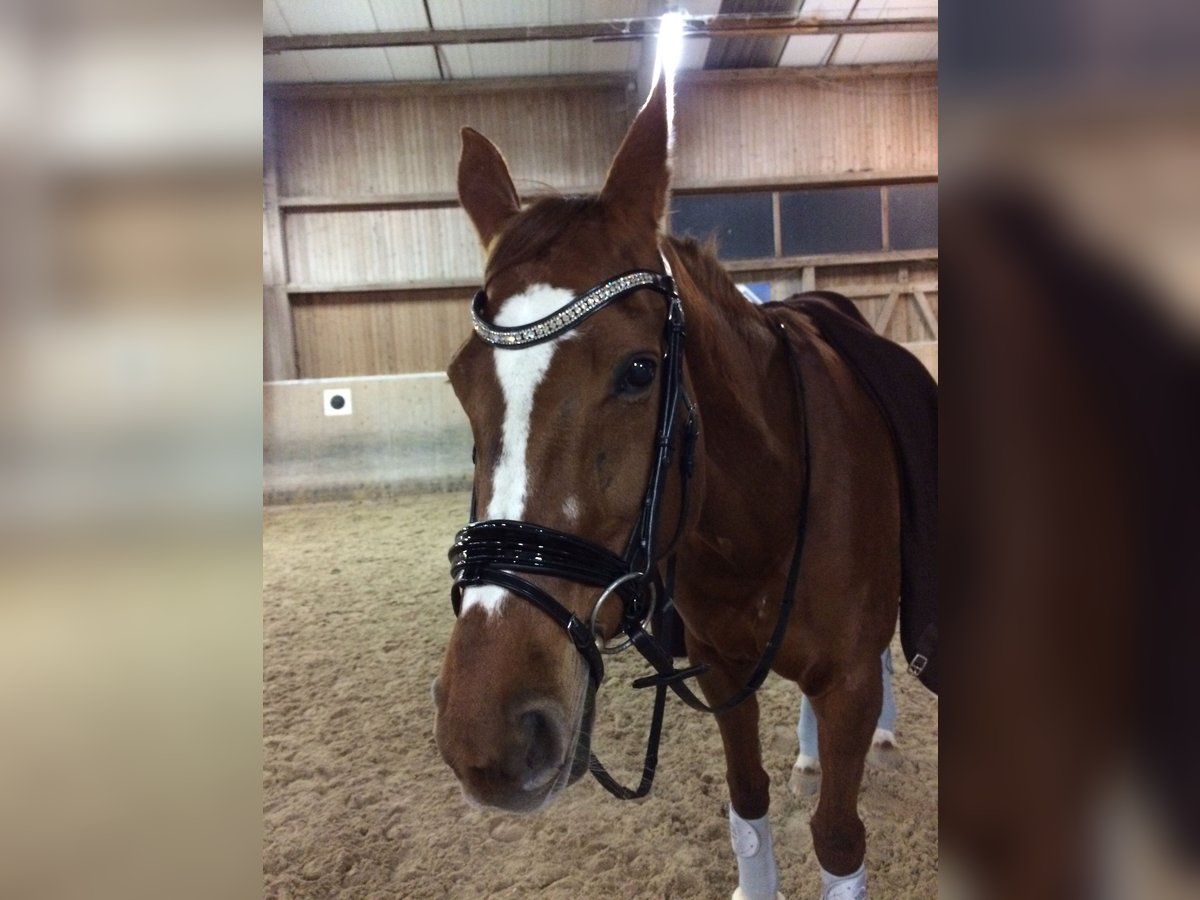 Bavarian Warmblood Mare 26 years 16,2 hh Chestnut-Red in Hof
