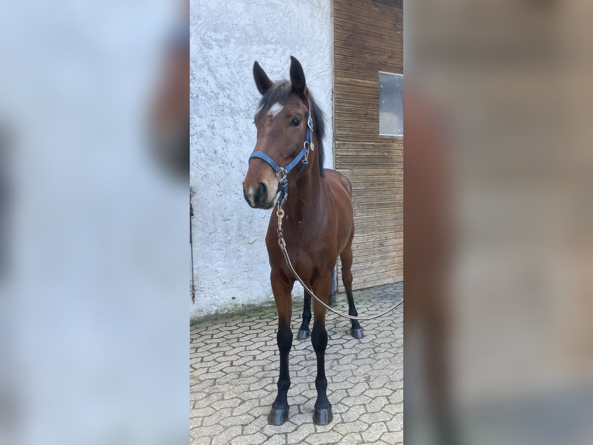 Bavarian Warmblood Mare 4 years 15,3 hh Brown in Grafenrheinfeld