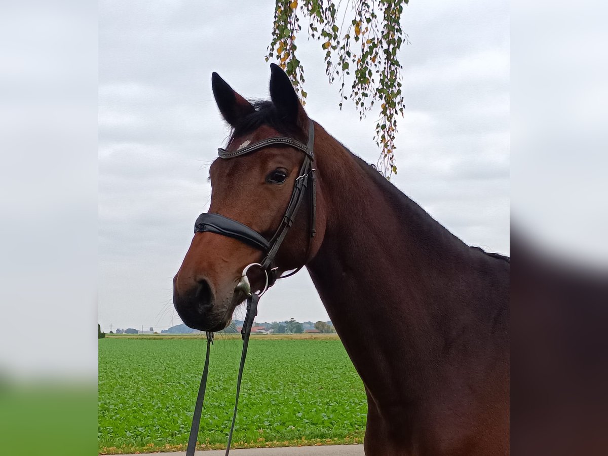 Bavarian Warmblood Mare 4 years 15,3 hh Brown in Unterneukirchenunterneukirchen