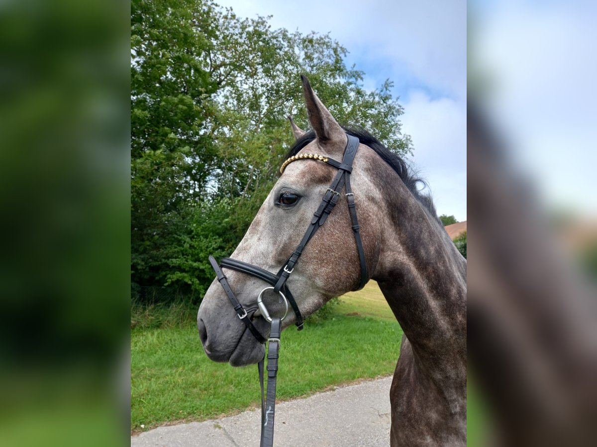 Bavarian Warmblood Mare 4 years 16,2 hh Gray-Red-Tan in Ampfing