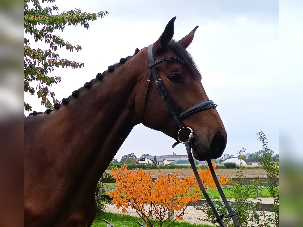 Bavarian Warmblood Mare 4 years 17,2 hh Brown in Unterneukirchen