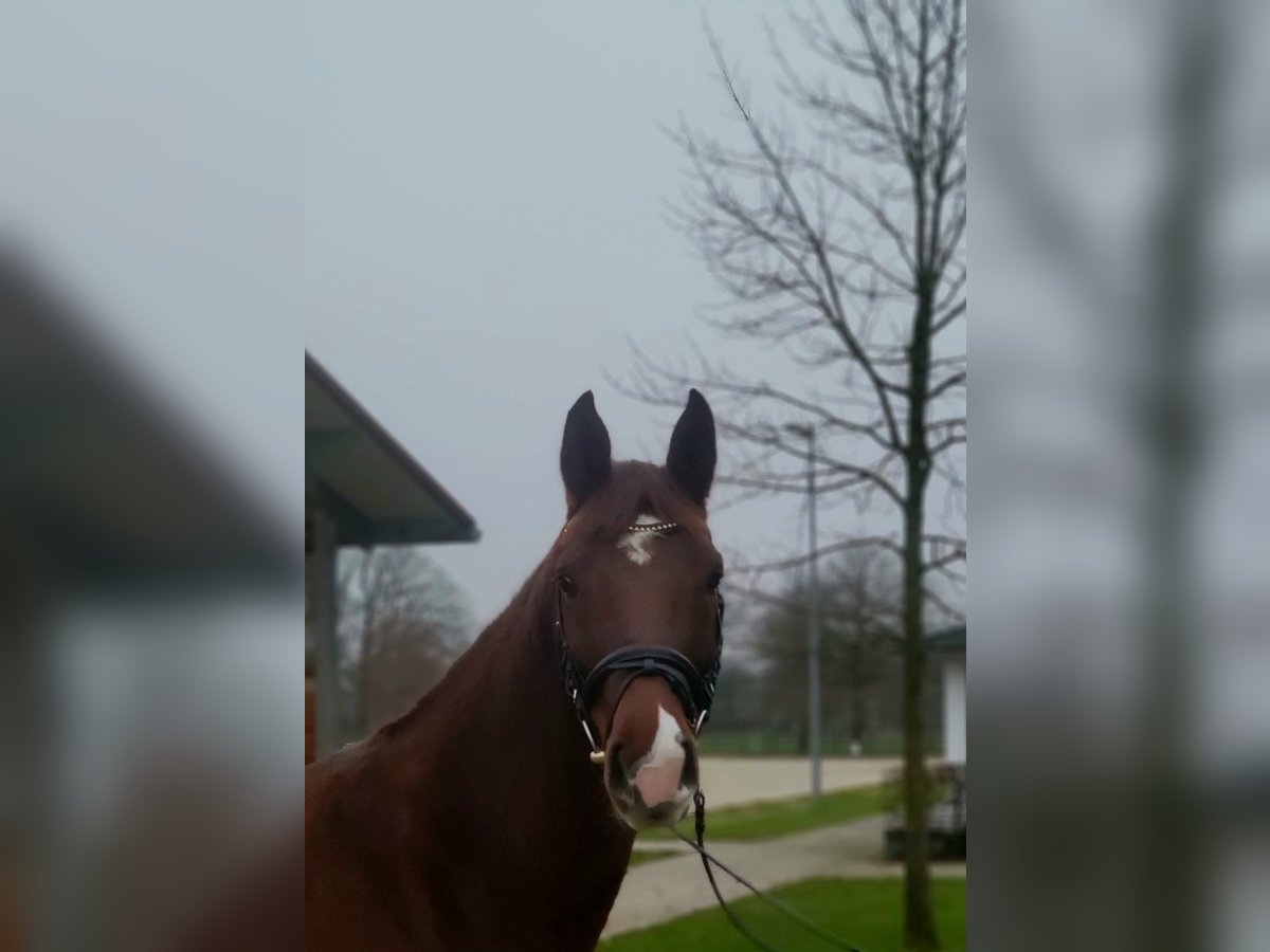 Bavarian Warmblood Mare 5 years 16,1 hh Chestnut in Vechta