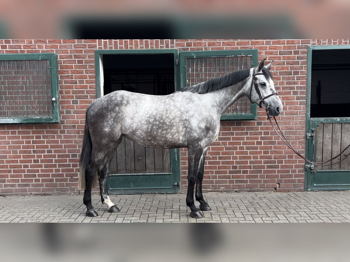 Bavarian Warmblood Mare 5 years 16,1 hh Gray in Nettetal