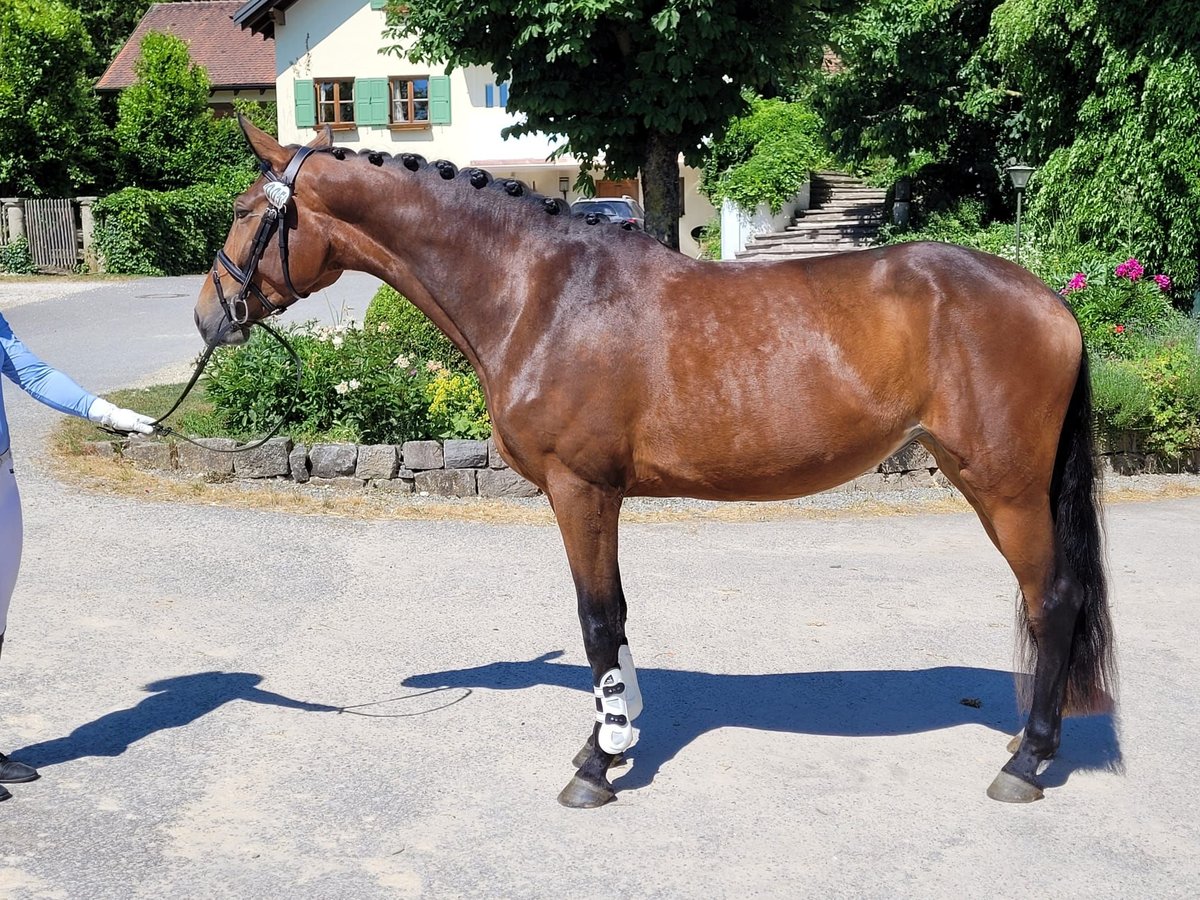 Bavarian Warmblood Mare 5 years 16,2 hh Brown in Lengenfeld unterm Stein