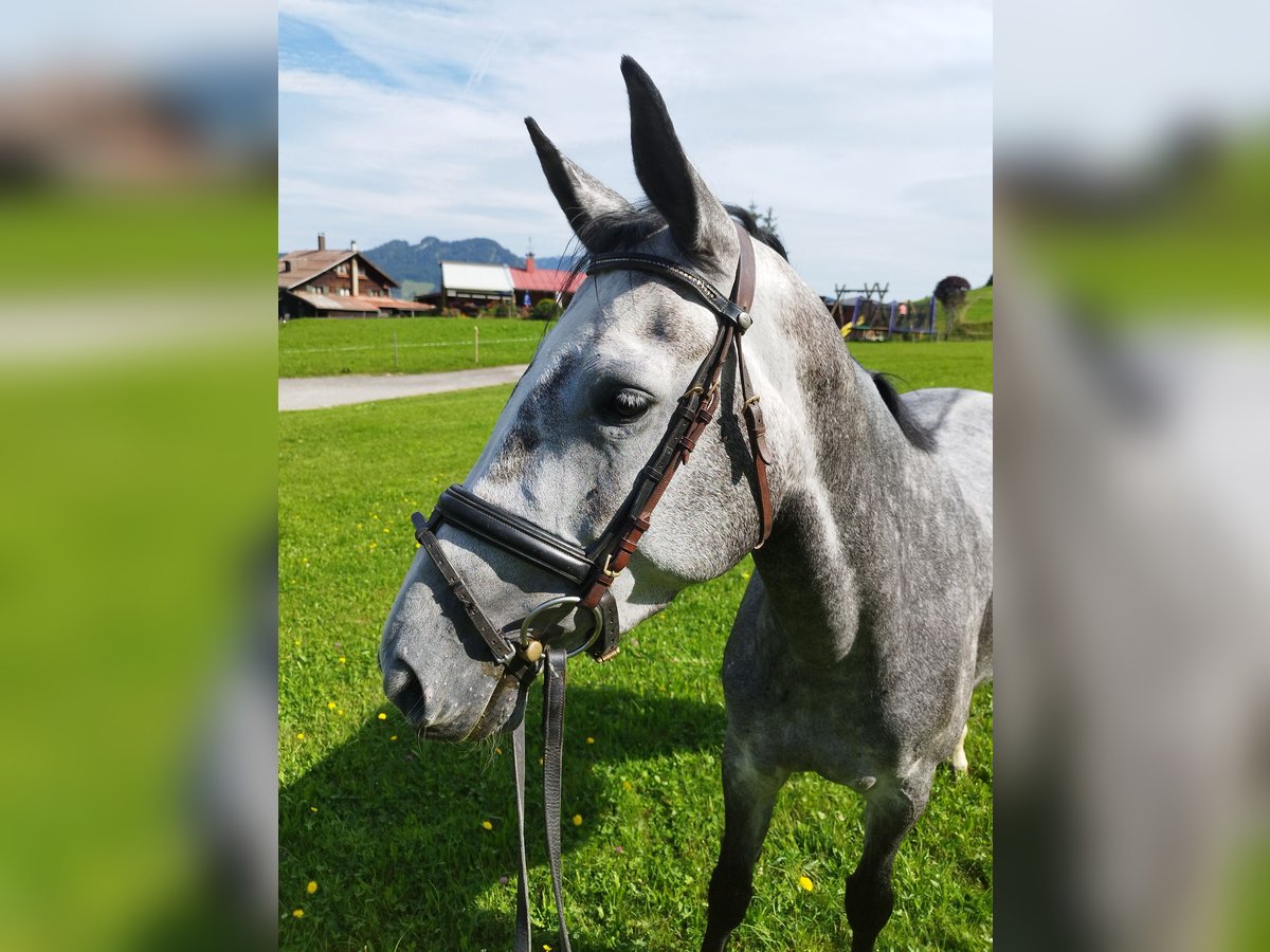 Bavarian Warmblood Mare 5 years 16 hh Gray in GROTE-BROGEL