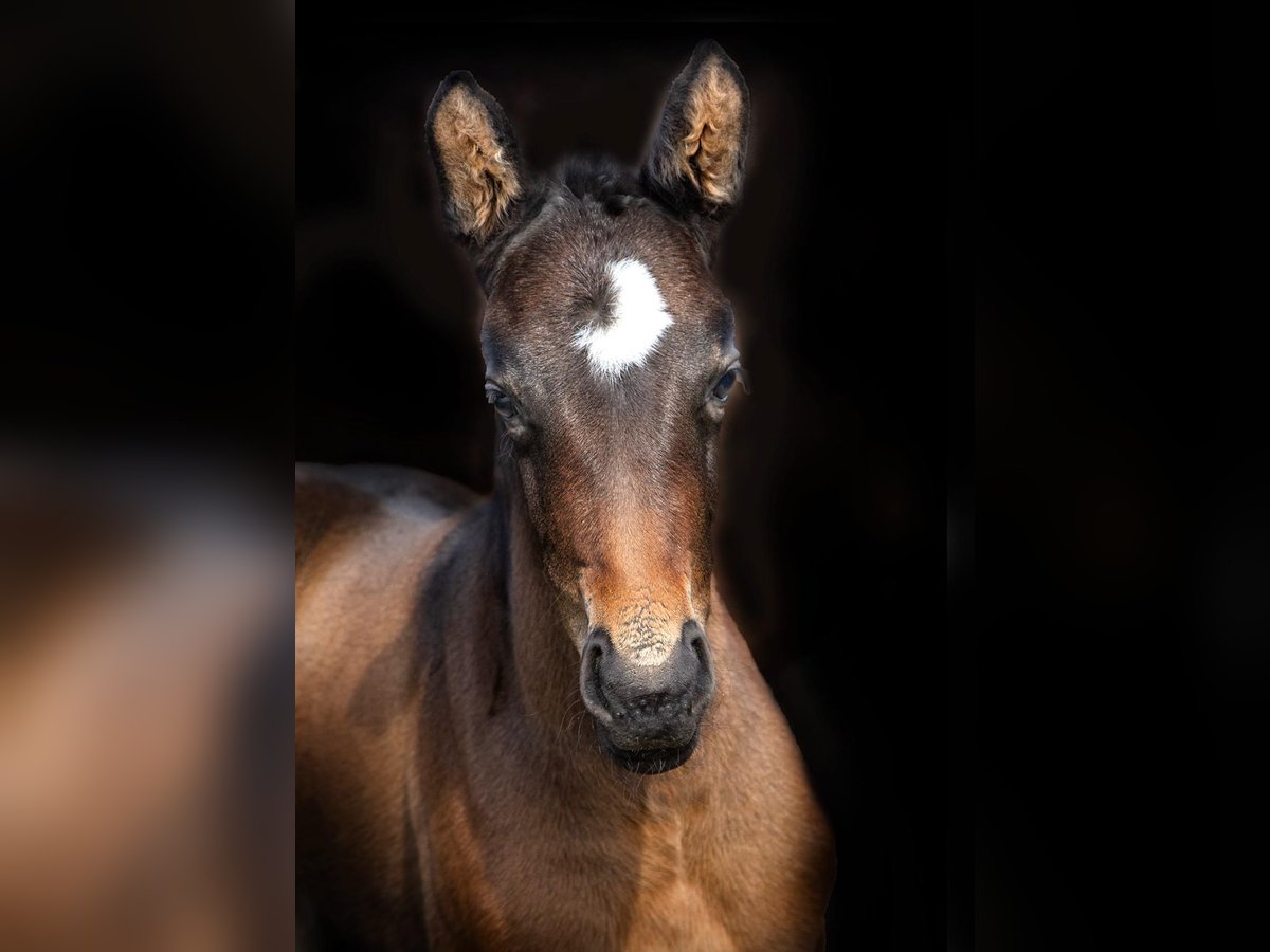 Bavarian Warmblood Mare 5 years 16,2 hh Smoky-Black in Bayrischzell