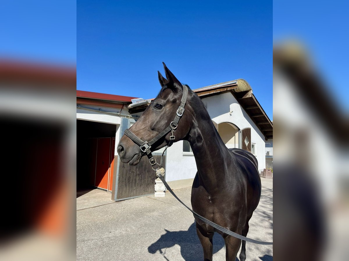 Bavarian Warmblood Mare 5 years 17 hh Bay-Dark in Landensberg