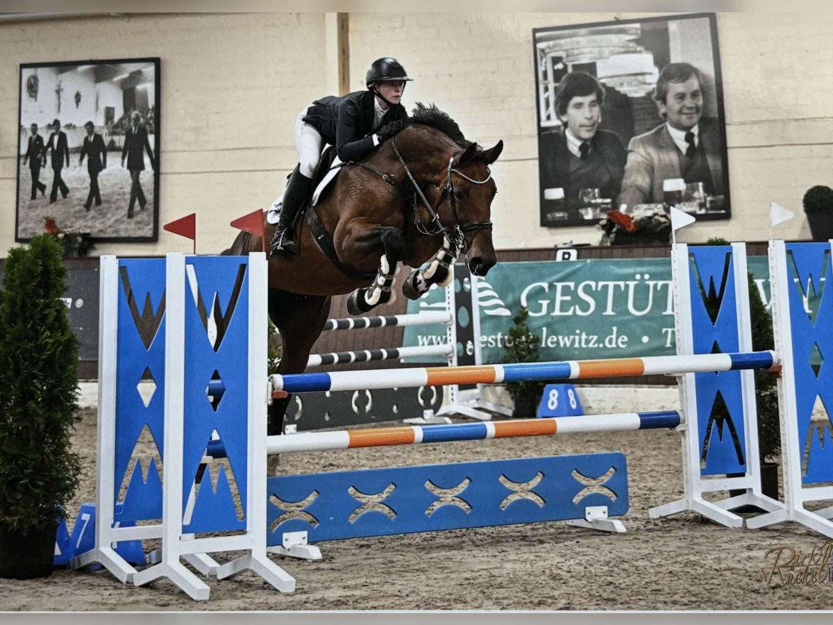 Bavarian Warmblood Mare 6 years 16,2 hh Brown in Osnabrück