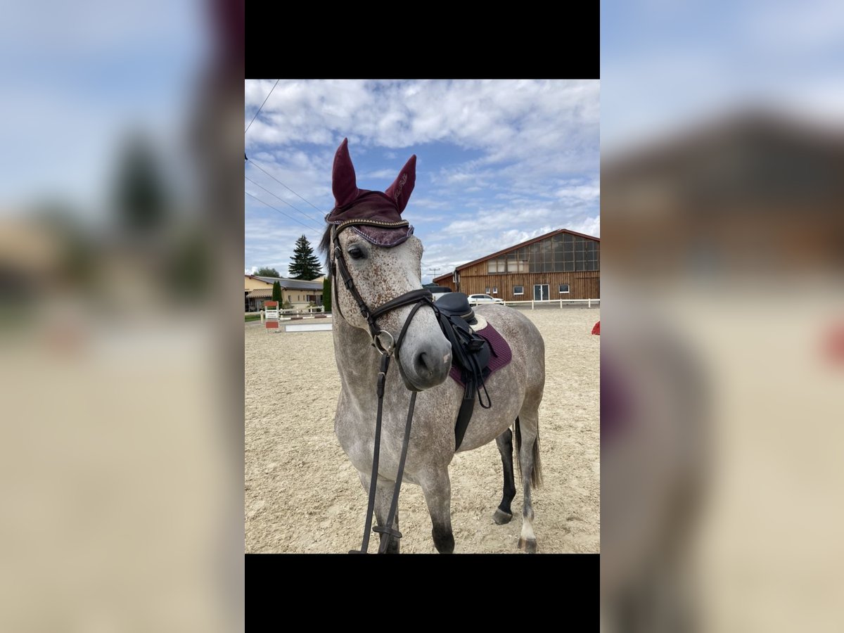 Bavarian Warmblood Mare 6 years 16 hh Gray in Deisenhausen