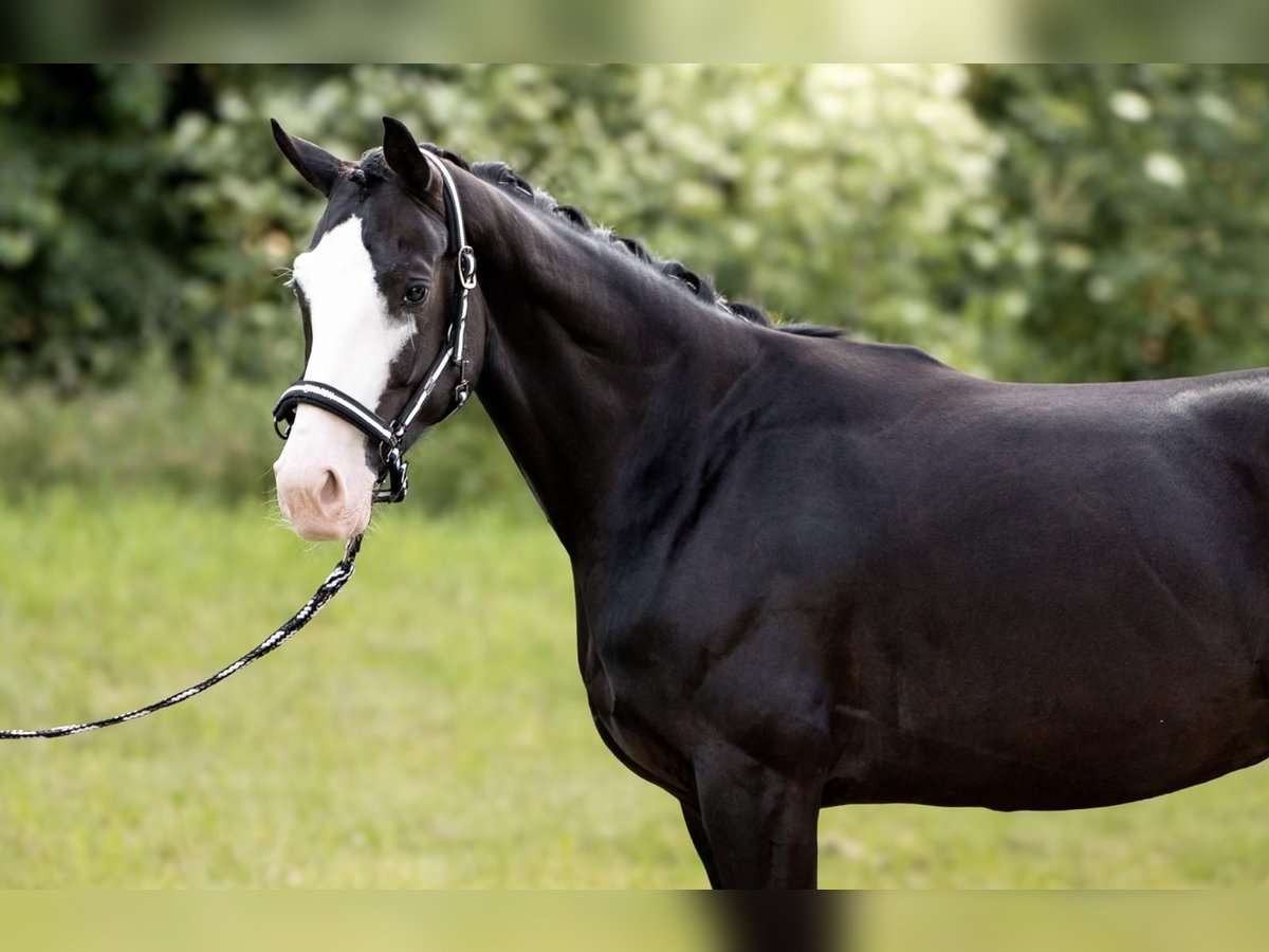 Bavarian Warmblood Mare 7 years 15,3 hh Black in Straubing