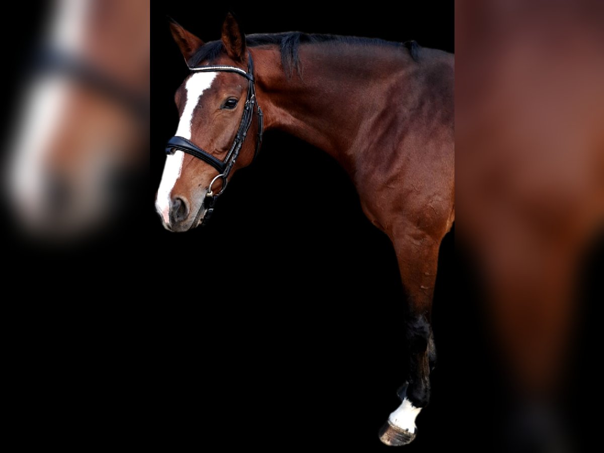 Bavarian Warmblood Mare 7 years 16,1 hh Brown in Tittmoning