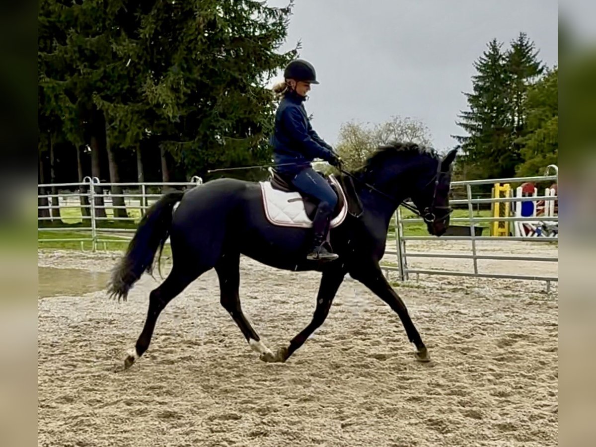 Bavarian Warmblood Mare 8 years 15,2 hh Black in Ellgau
