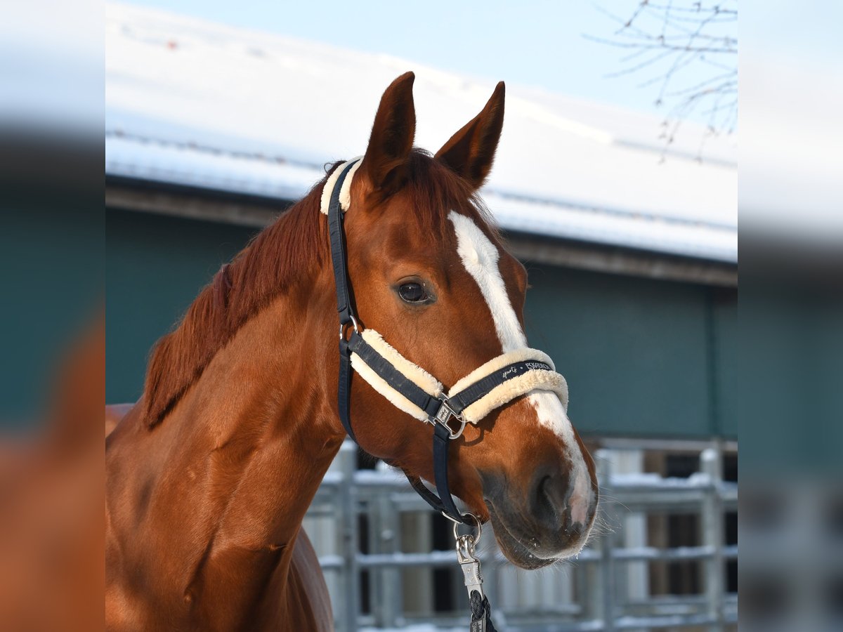 Bavarian Warmblood Mare 8 years 16,1 hh Chestnut-Red in Erdweg