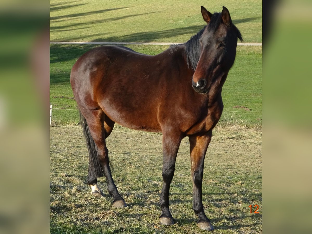 Bavarian Warmblood Mare 8 years 16,2 hh Brown in Moosburg