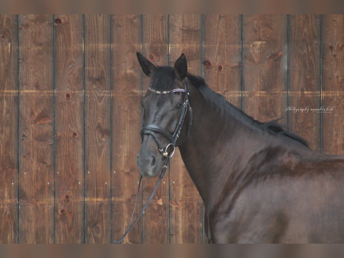 Bavarian Warmblood Mare 8 years 16,1 hh Smoky-Black in Tittmoning