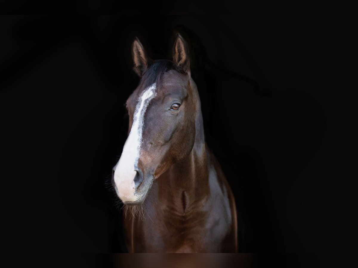 Bavarian Warmblood Mare 9 years 16,1 hh Bay-Dark in Neubeuern