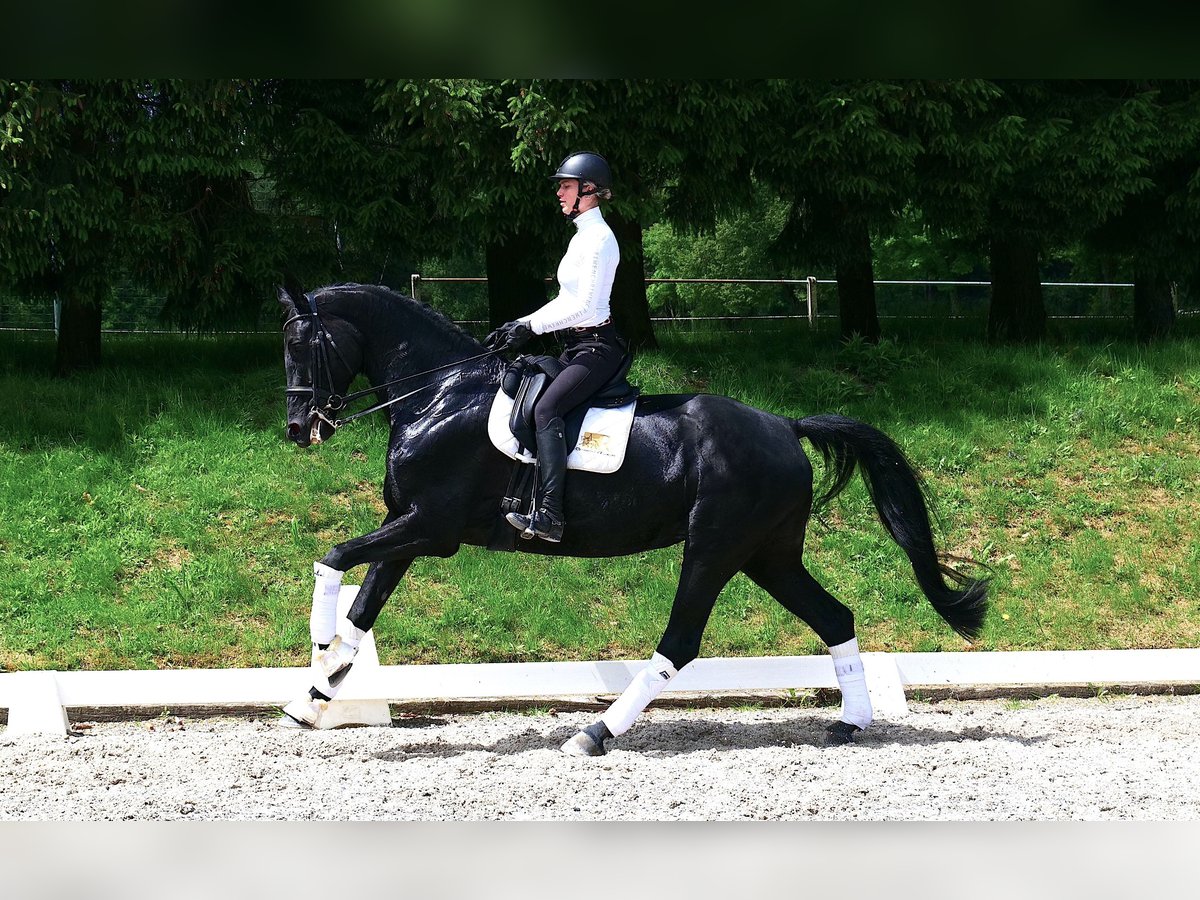 Bavarian Warmblood Mare 9 years 16,3 hh Black in Freiensteinau