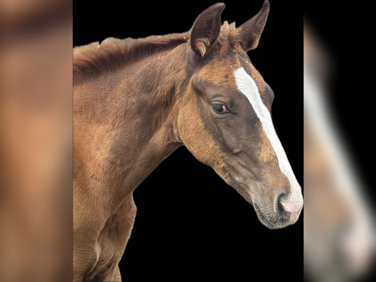 Bavarian Warmblood Mare Foal (05/2025) 16,2 hh Chestnut in Bad Berneck im Fichtelgebirge