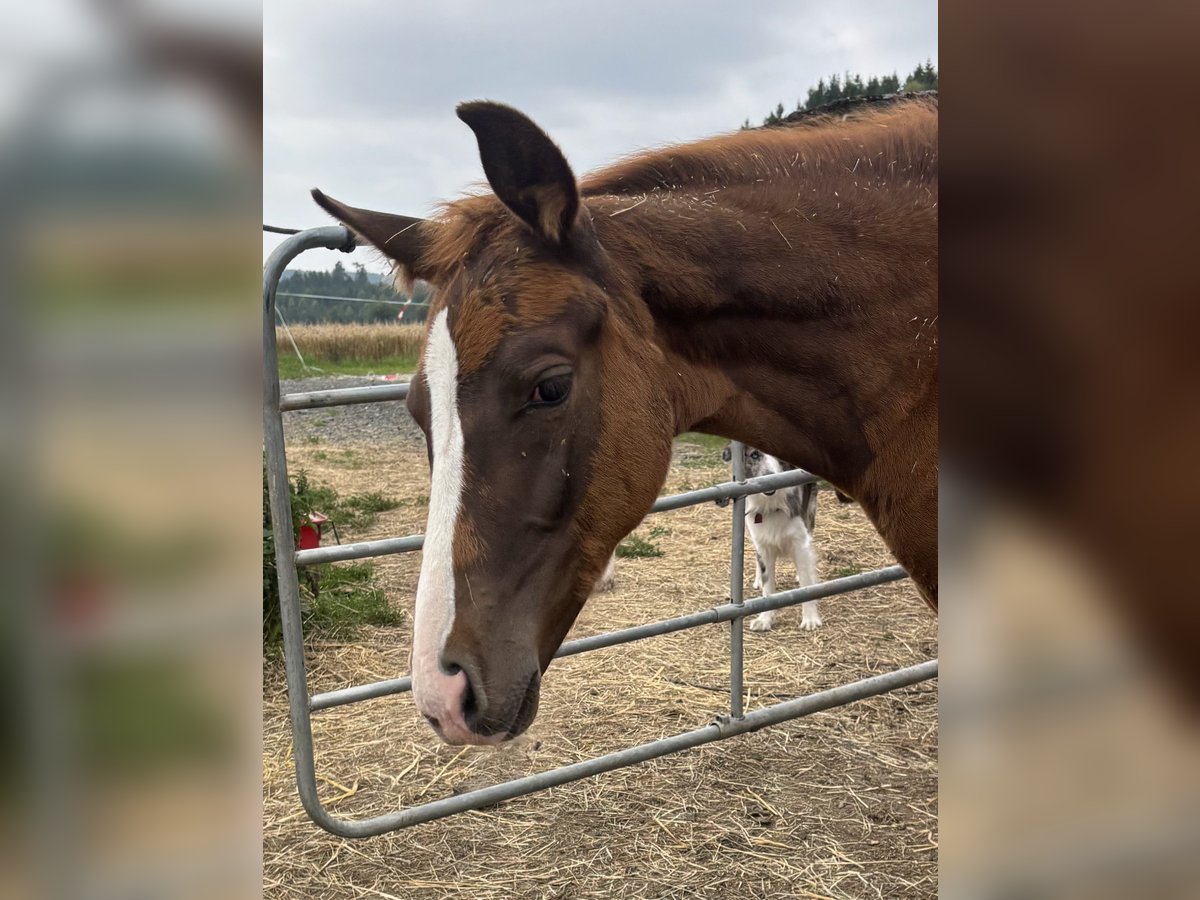 Bavarian Warmblood Mare Foal (05/2025) 16,2 hh Chestnut in Himmelkron