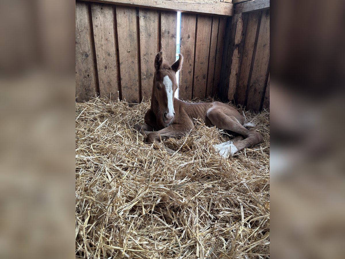 Bavarian Warmblood Mare 16,2 hh Chestnut-Red in Himmelkron Bavarian Warmblood Mare 16,2 hh Chestnut-Red in Himmelkron