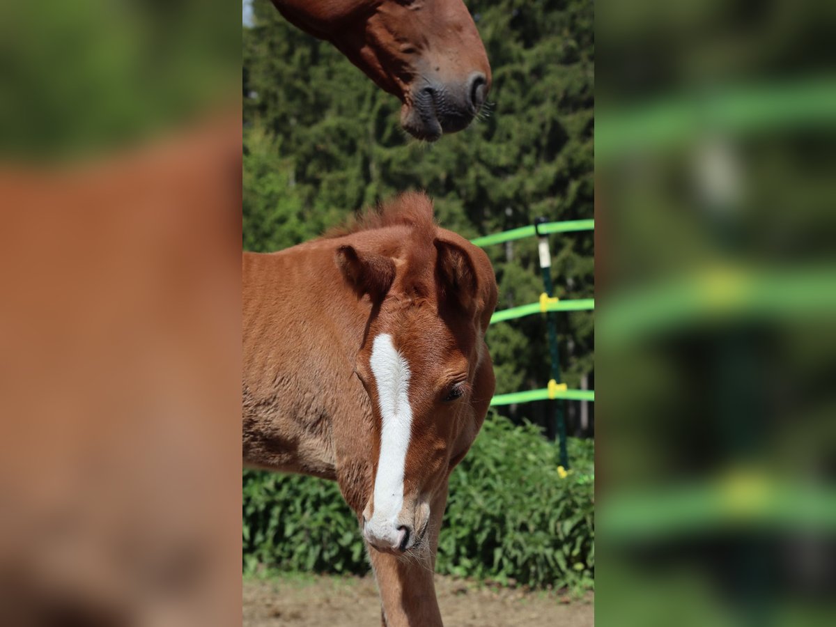 Bavarian Warmblood Mare  16,2 hh Chestnut-Red in Himmelkron