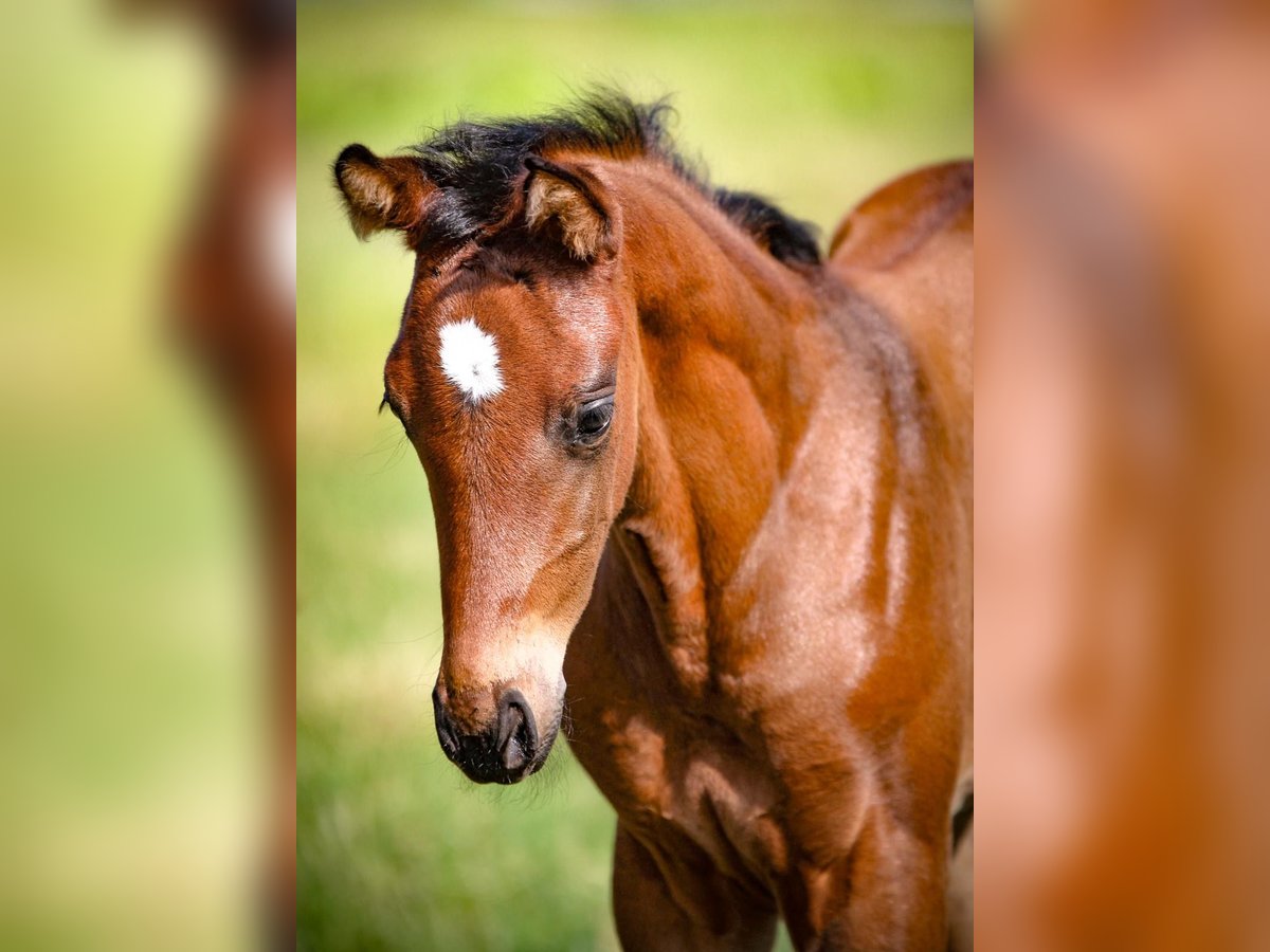 Bavarian Warmblood Mare Foal (06/2024) Brown in Marktredwitz