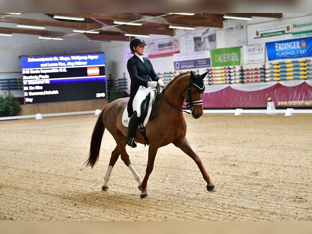 Bavarian Warmblood Stallion 11 years 16 hh in Finsing