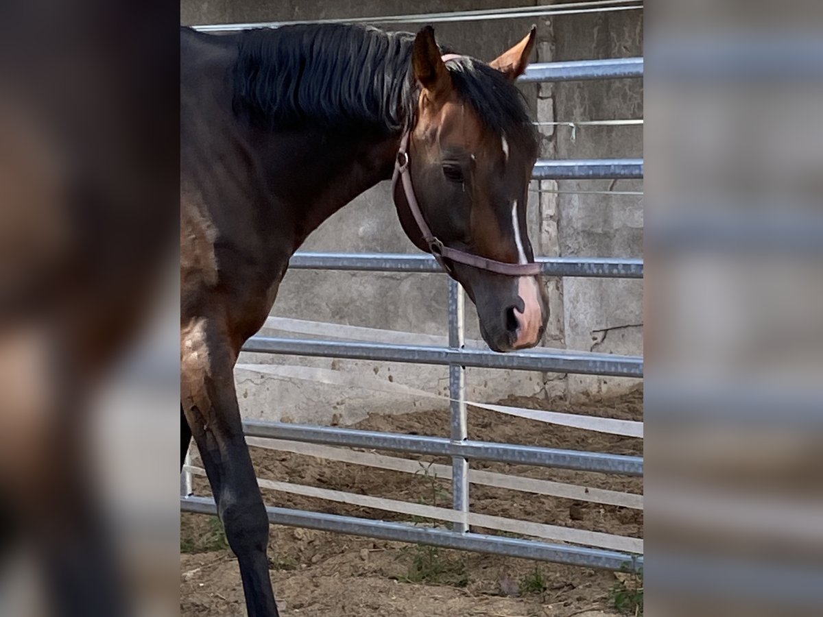 Bavarian Warmblood Stallion 16 years Bay-Dark in Herzberg