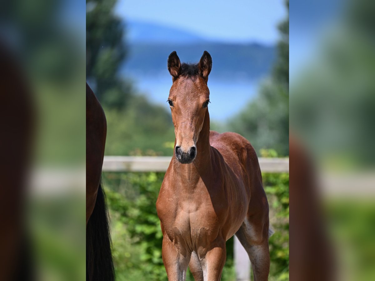 Bavarian Warmblood Stallion 1 year 16,2 hh Brown in Anrode