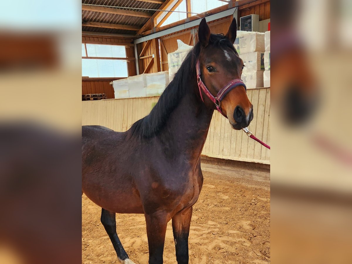 Bavarian Warmblood Stallion 4 years 15,2 hh Brown in Wettringen