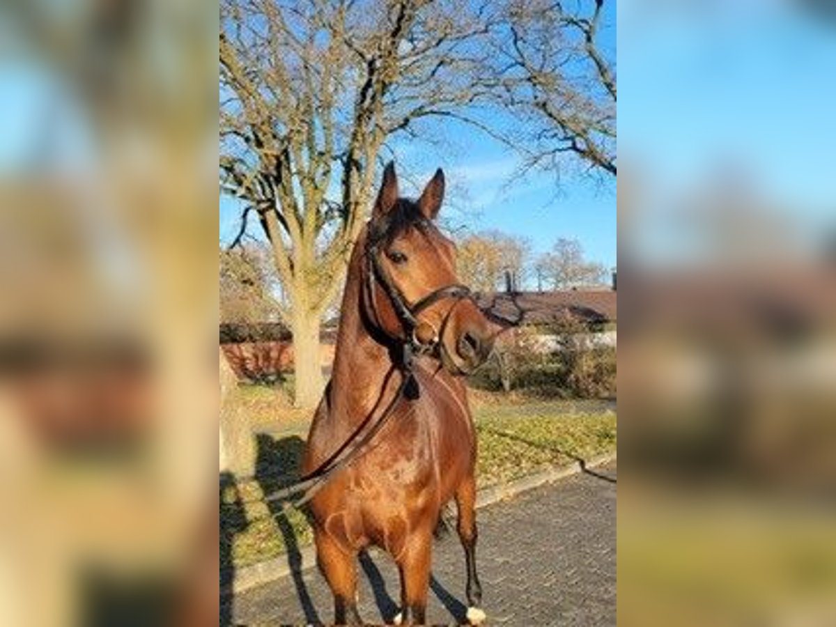 Bavarian Warmblood Stallion 6 years 16,1 hh Brown in Karlsfeld