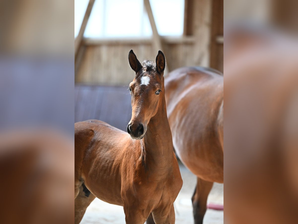 Bavarian Warmblood Stallion Foal (06/2024) 16,2 hh Brown in Krumbach