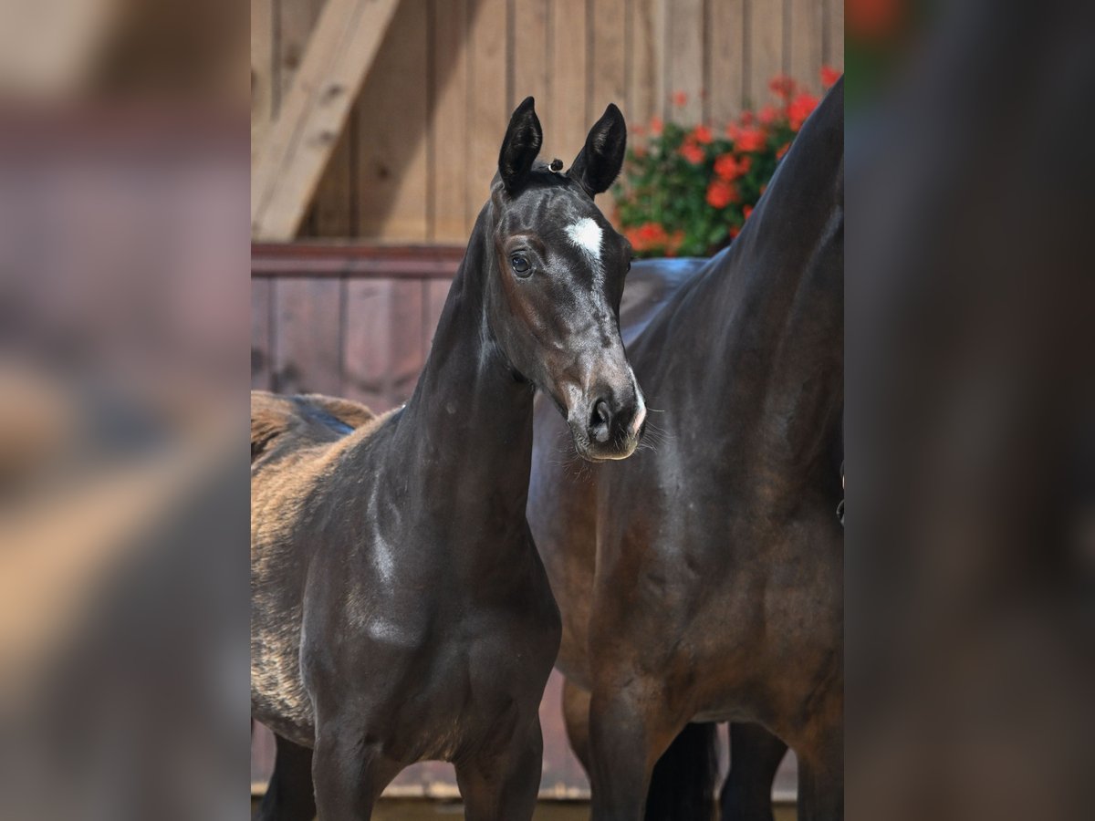 Bavarian Warmblood Stallion Foal (03/2025) 16,2 hh Smoky-Black in Aying