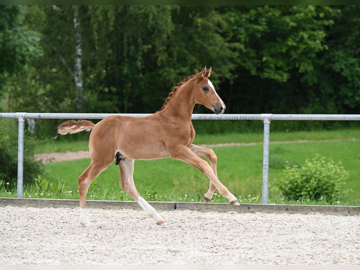 Bavarian Warmblood Stallion Foal (04/2024) 16,3 hh Chestnut in Hessisch Oldendorf