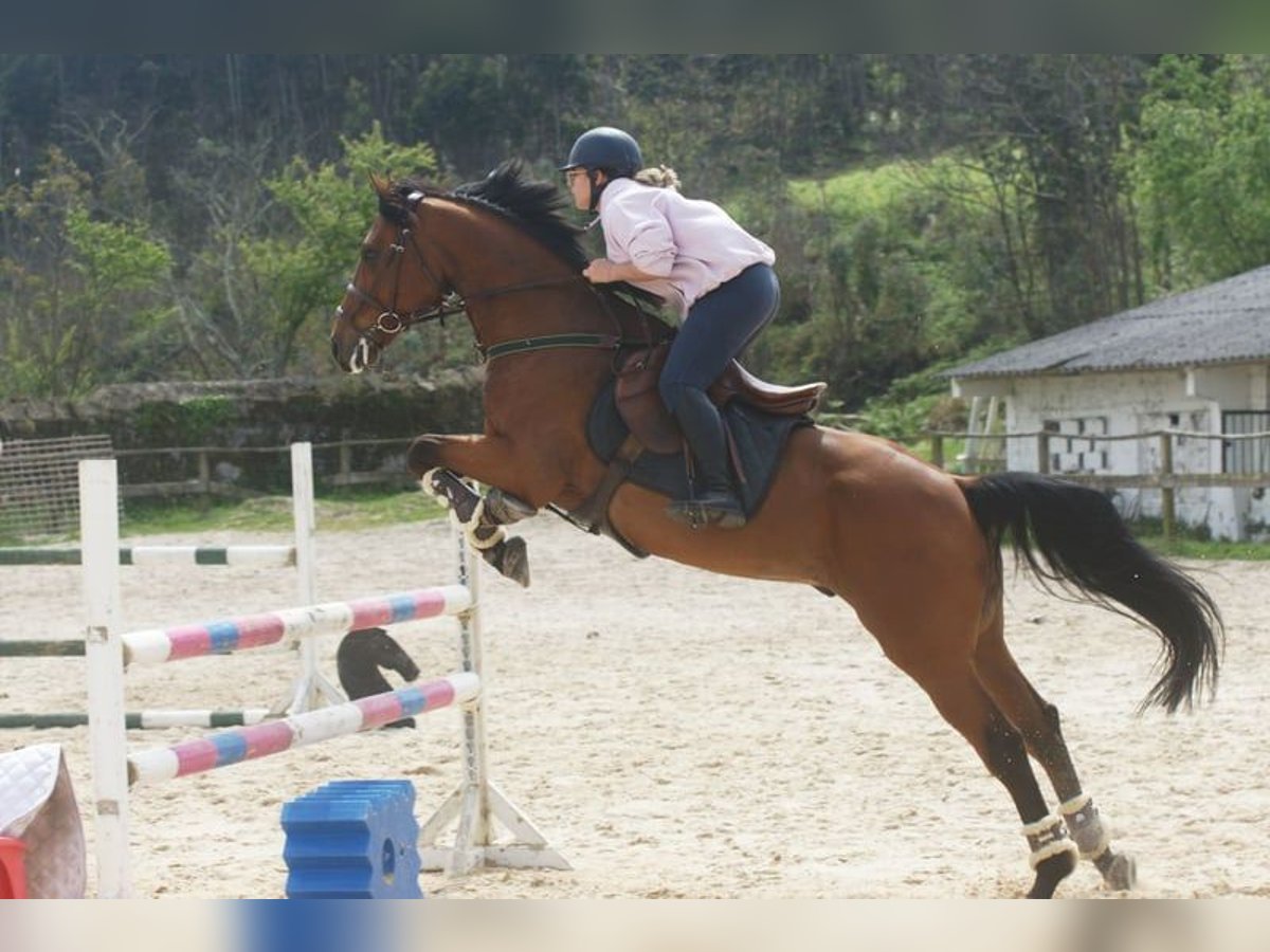 Bávaro Caballo castrado 11 años 163 cm Castaño in Abegondo