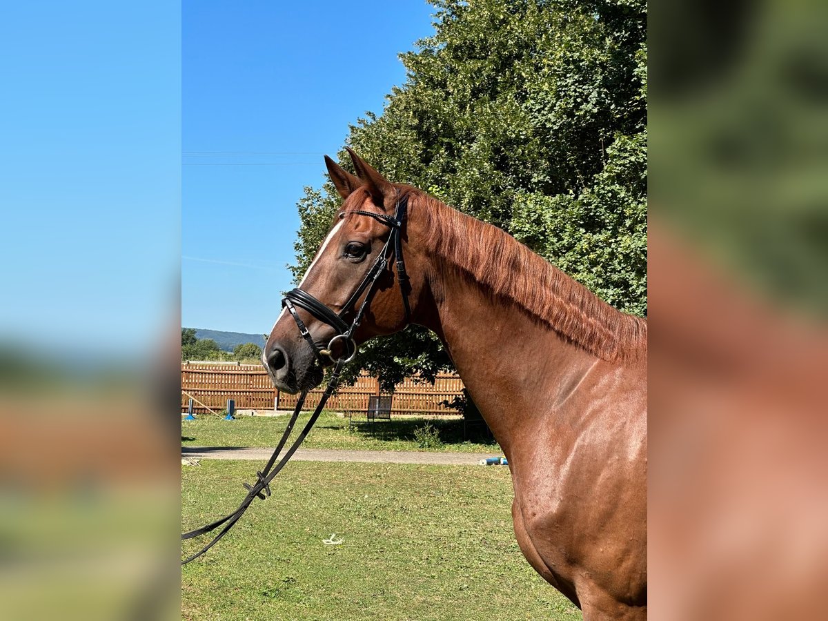 Bávaro Caballo castrado 11 años 170 cm Alazán in Untermarchtal