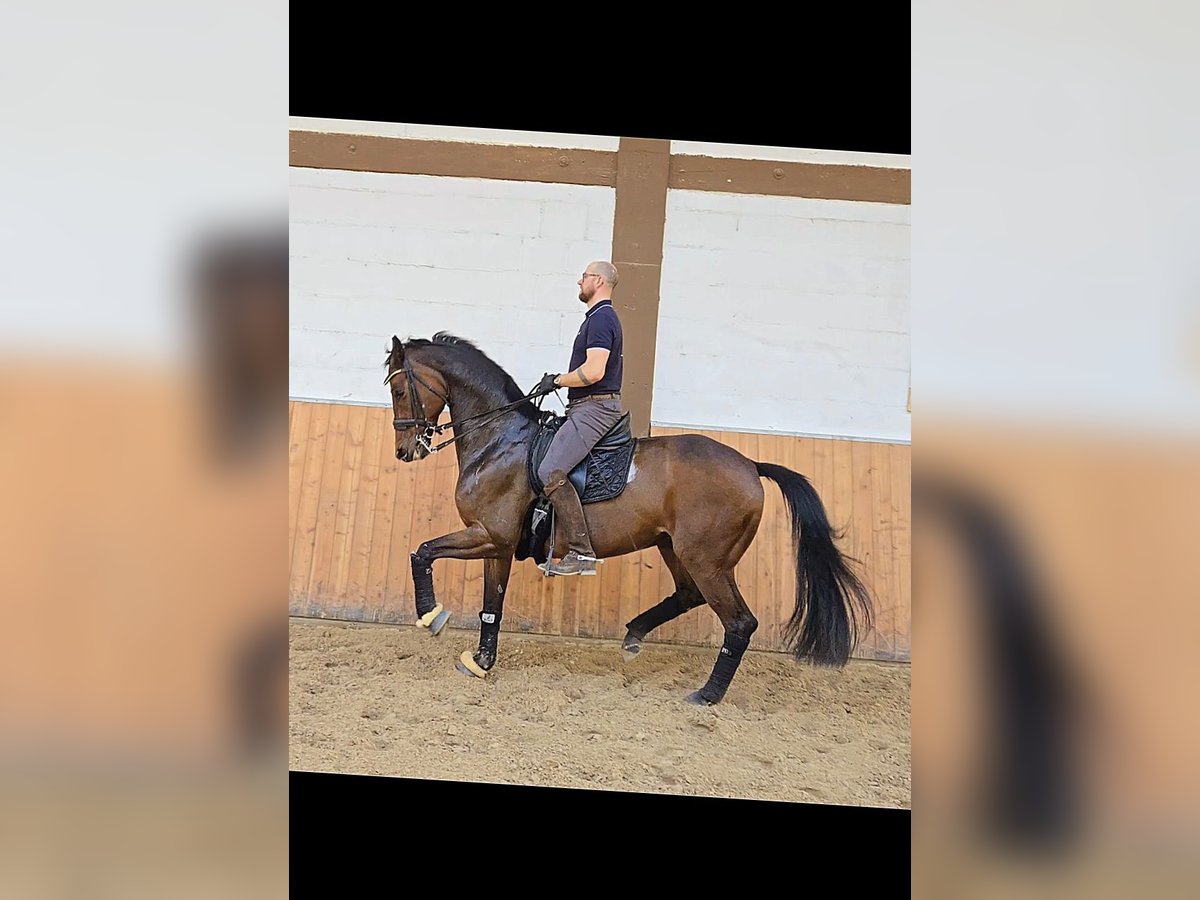 Bávaro Caballo castrado 11 años 170 cm Castaño in Röttingen