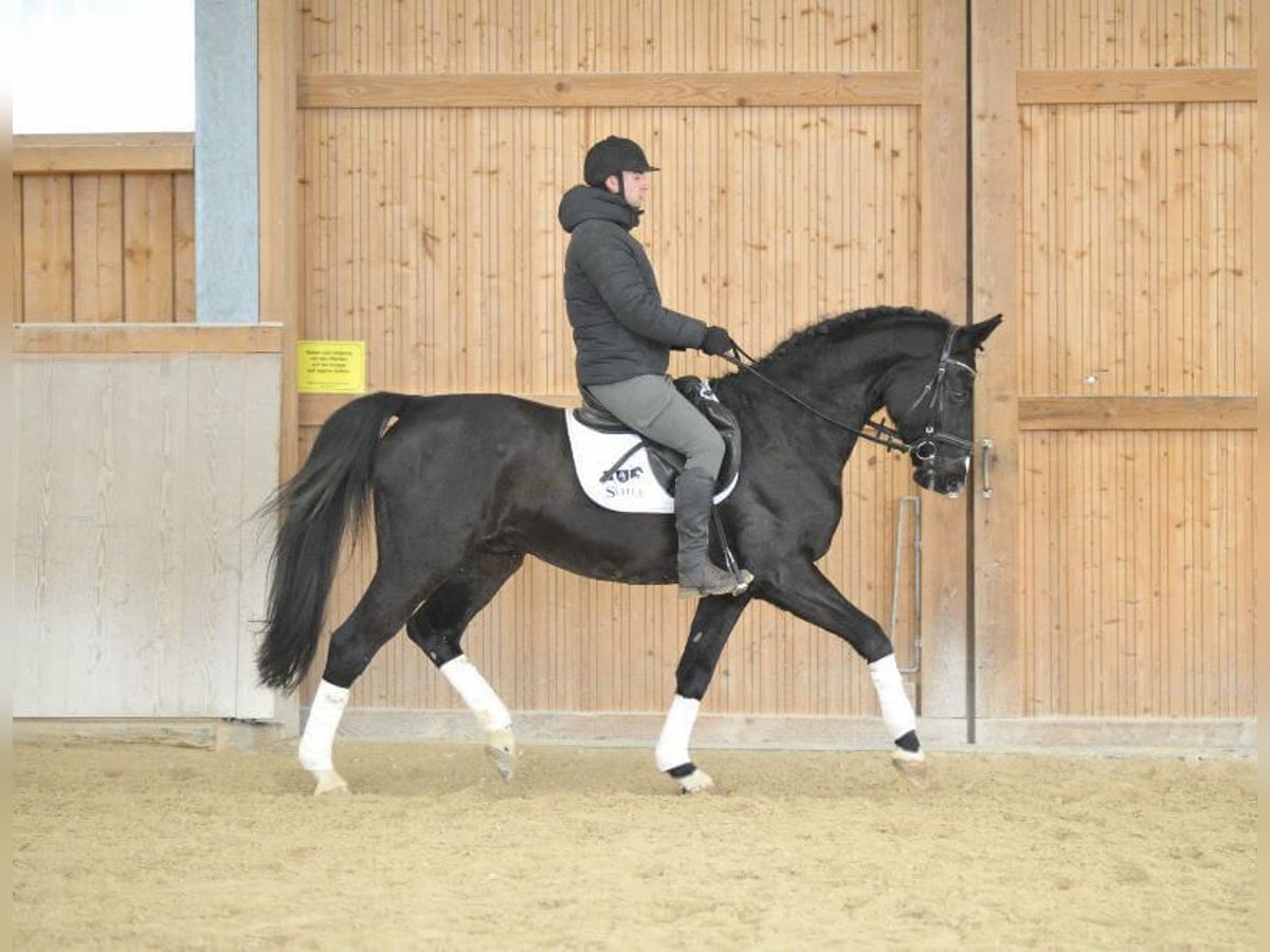 Bávaro Caballo castrado 11 años 170 cm Negro in Wellheim