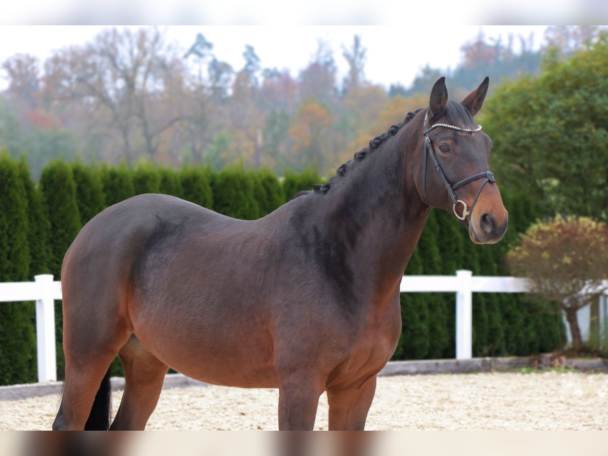 Bávaro Caballo castrado 12 años 165 cm Castaño oscuro in Schwäbisch Hall