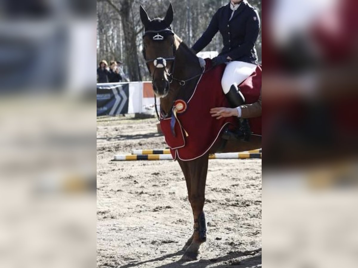 Bávaro Caballo castrado 12 años 172 cm Alazán-tostado in Bad Schwartau