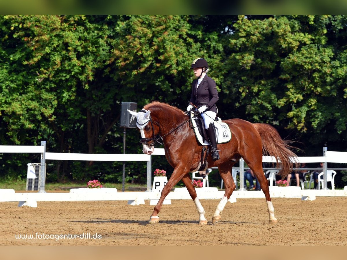 Bávaro Caballo castrado 12 años 175 cm Alazán-tostado in Hausen