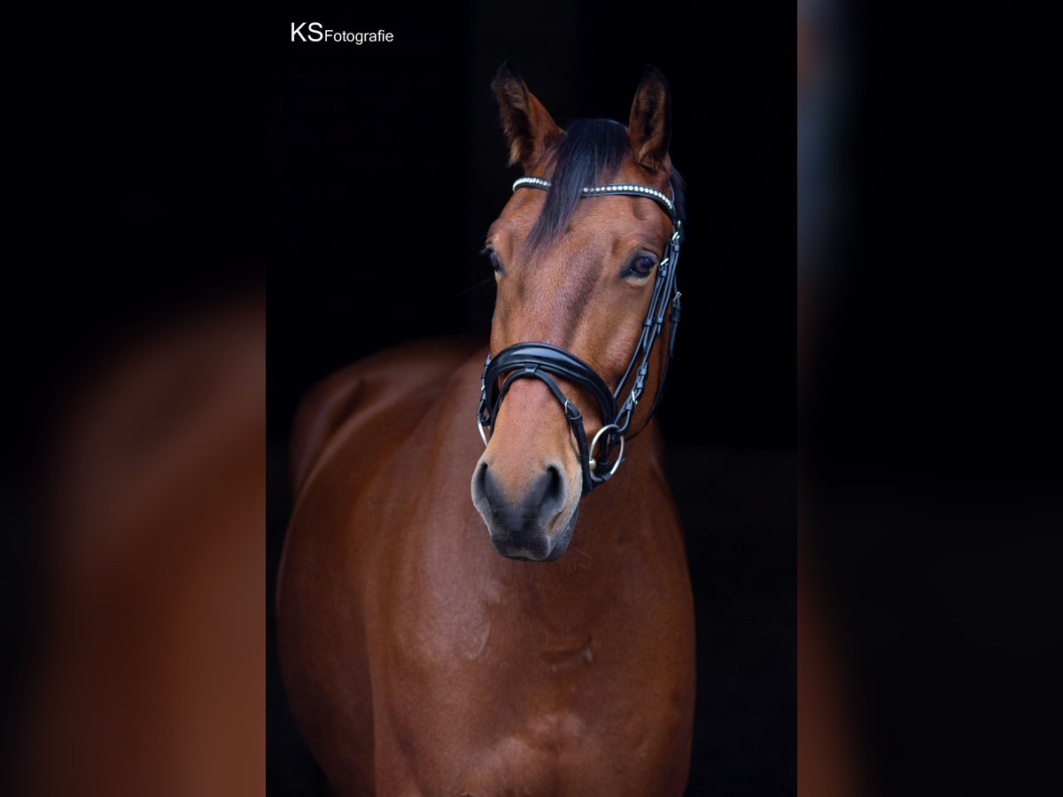 Bávaro Caballo castrado 13 años 163 cm Castaño in Aschheim