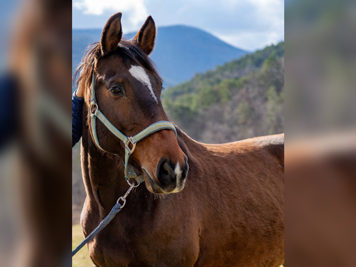 Bávaro Caballo castrado 13 años 169 cm Castaño oscuro in Furth an der Triesting