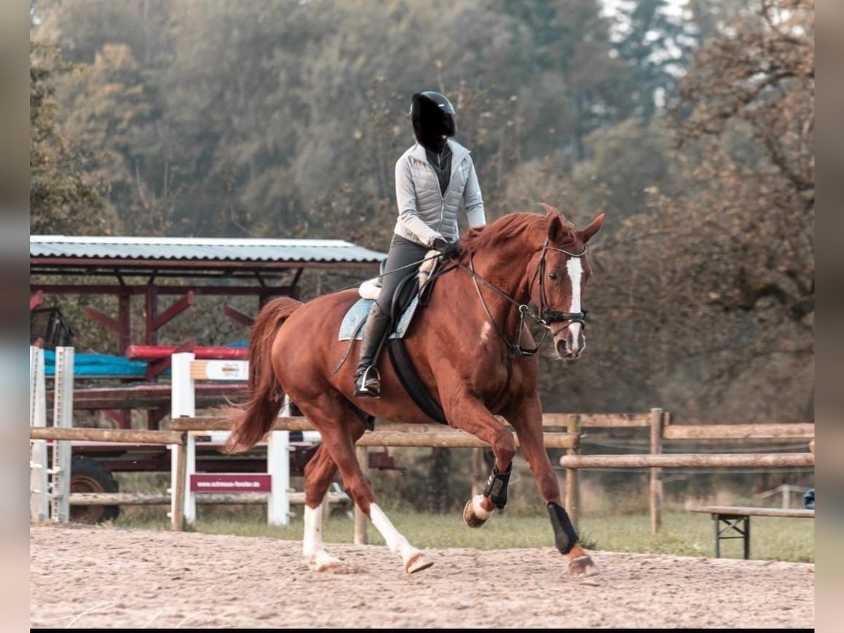 Bávaro Caballo castrado 14 años 175 cm Alazán in Tettnang