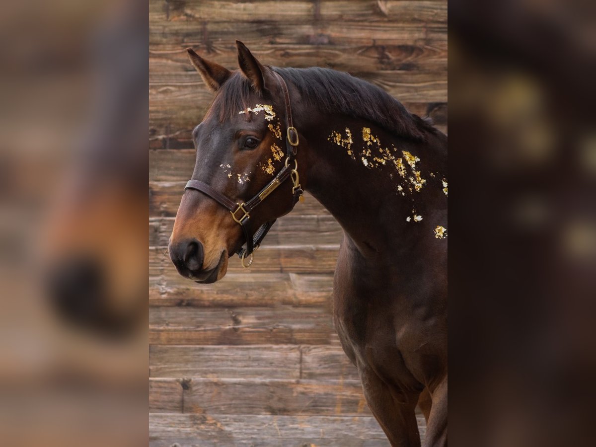 Bávaro Caballo castrado 17 años 172 cm Castaño oscuro in München