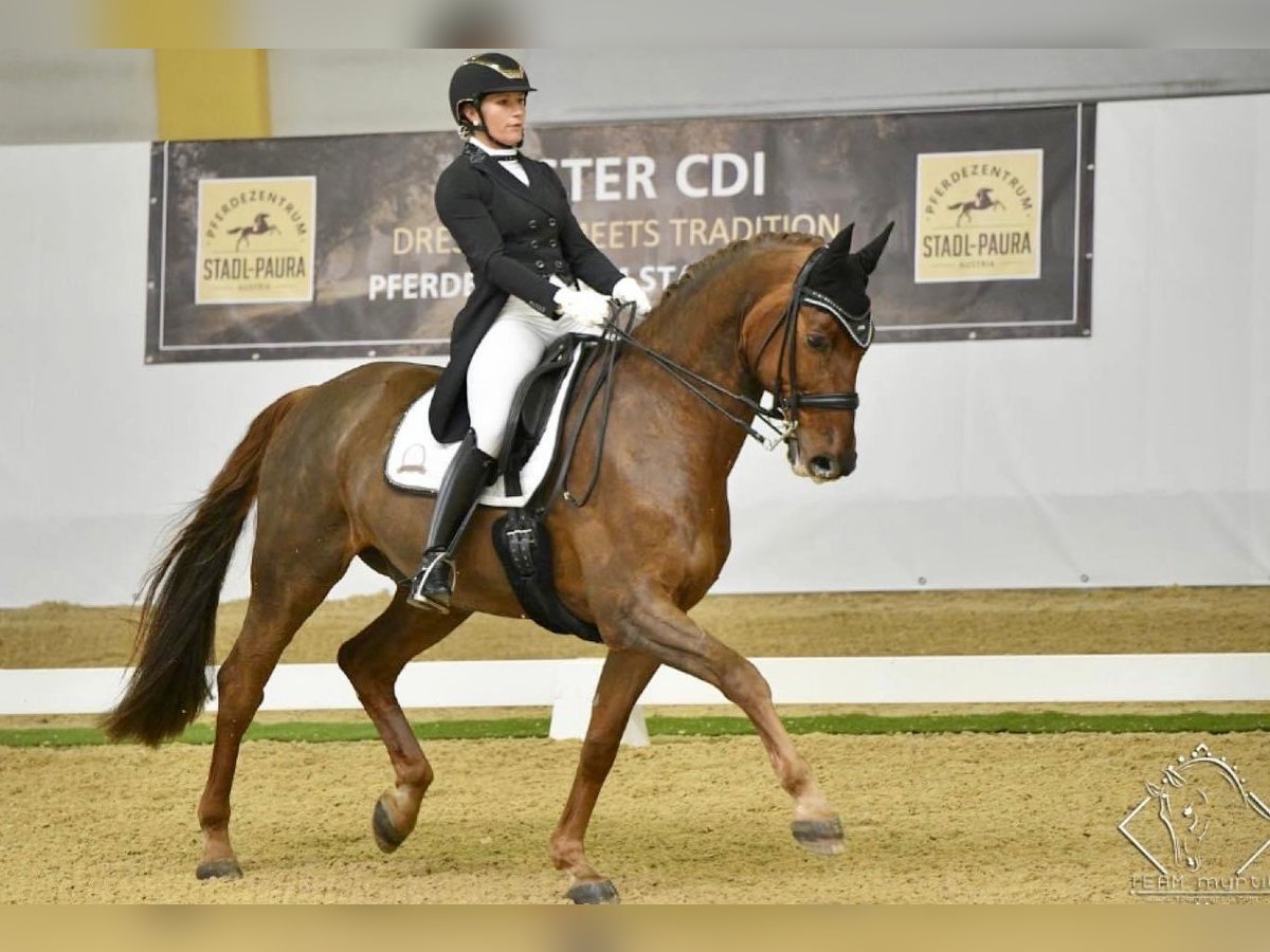 Bávaro Caballo castrado 17 años 173 cm Alazán in Ebreichsdorf