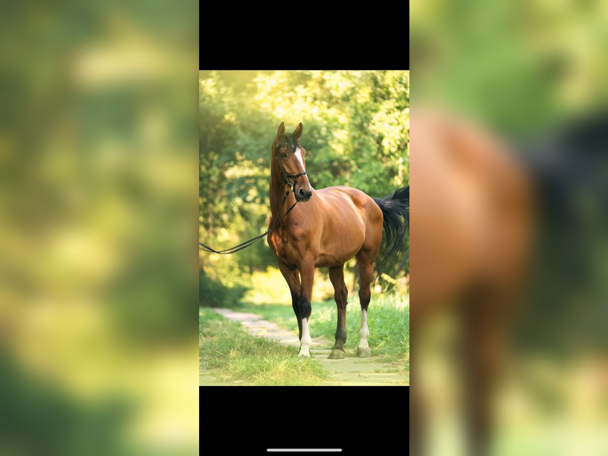 Bávaro Caballo castrado 18 años 180 cm Castaño in Leipzig